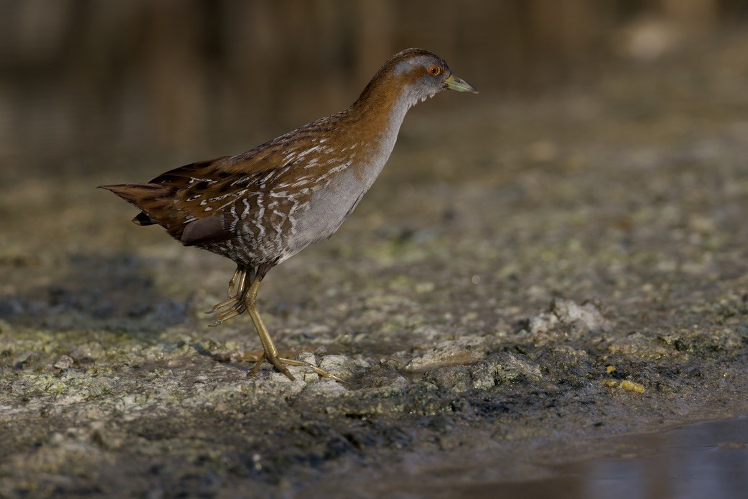 Baillon's Crake - ML646501631