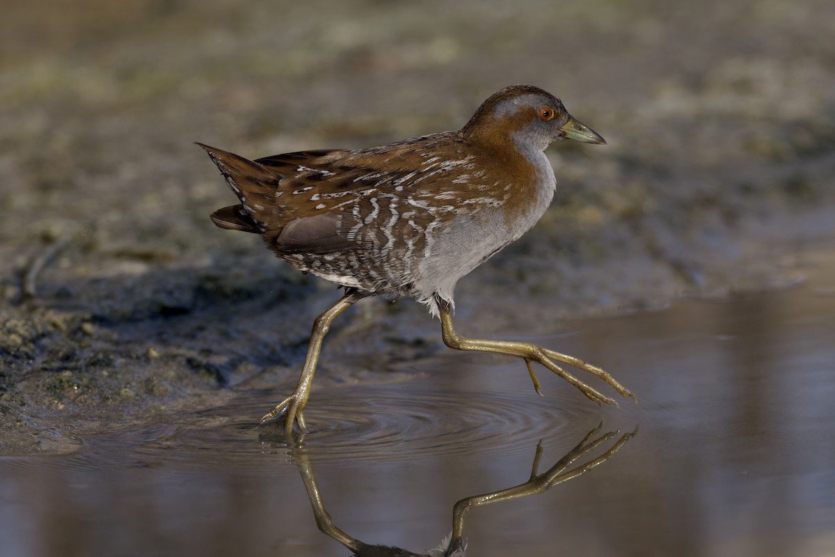 Baillon's Crake - ML646501632