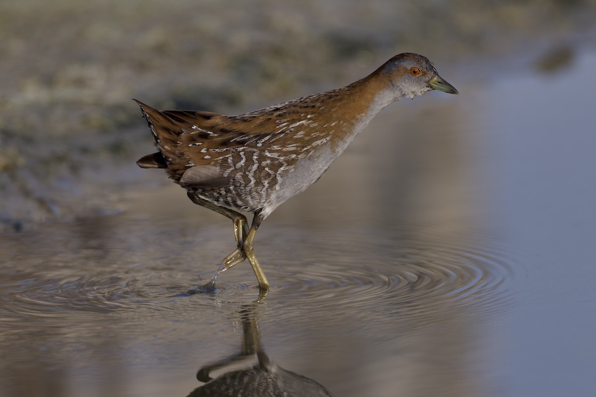 Baillon's Crake - ML646501633