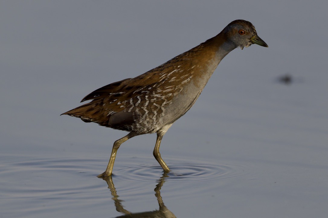 Baillon's Crake - ML646501634