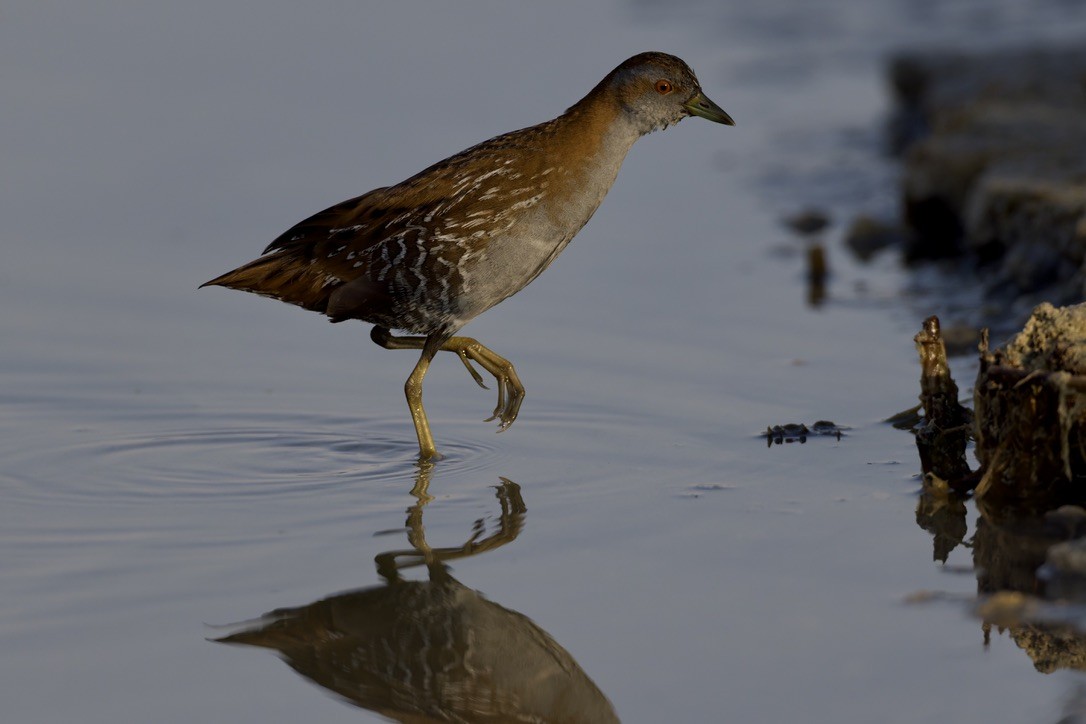 Baillon's Crake - ML646501635