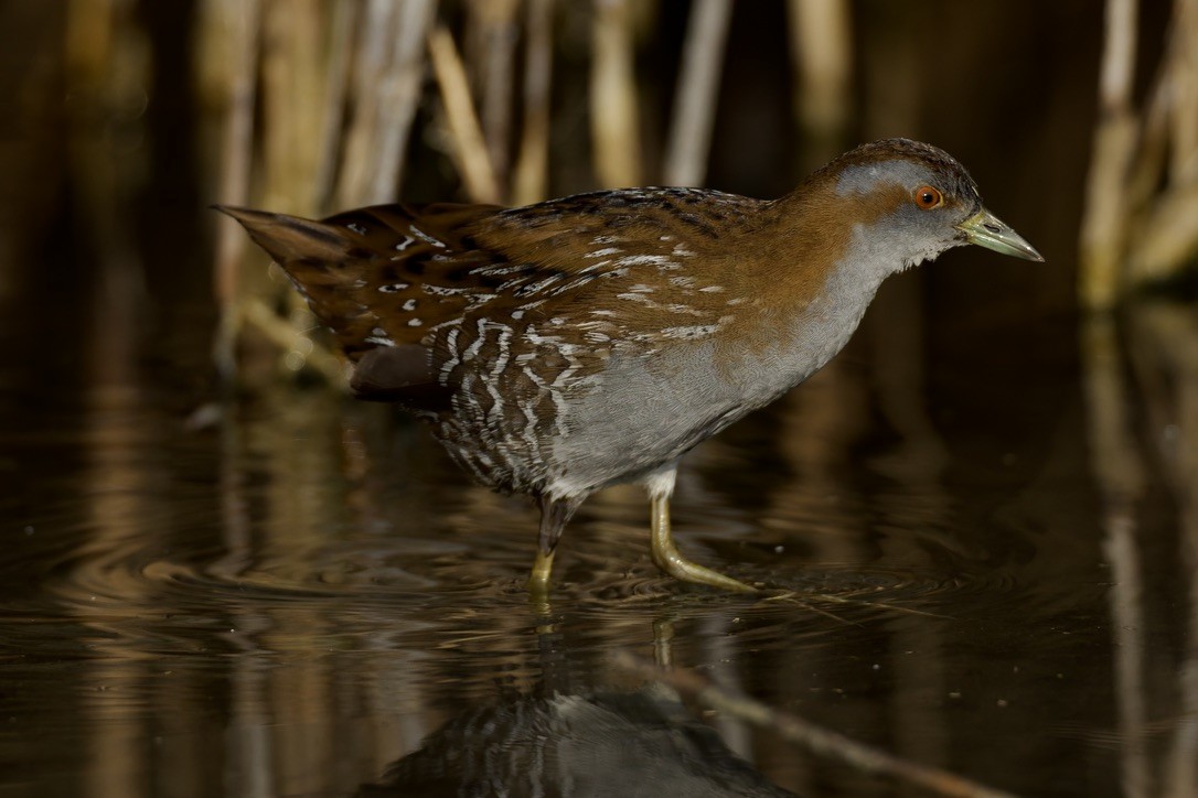 Baillon's Crake - ML646501636