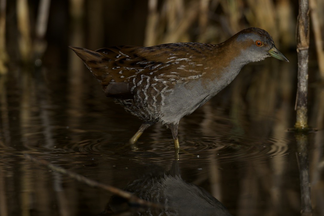 Baillon's Crake - ML646501637