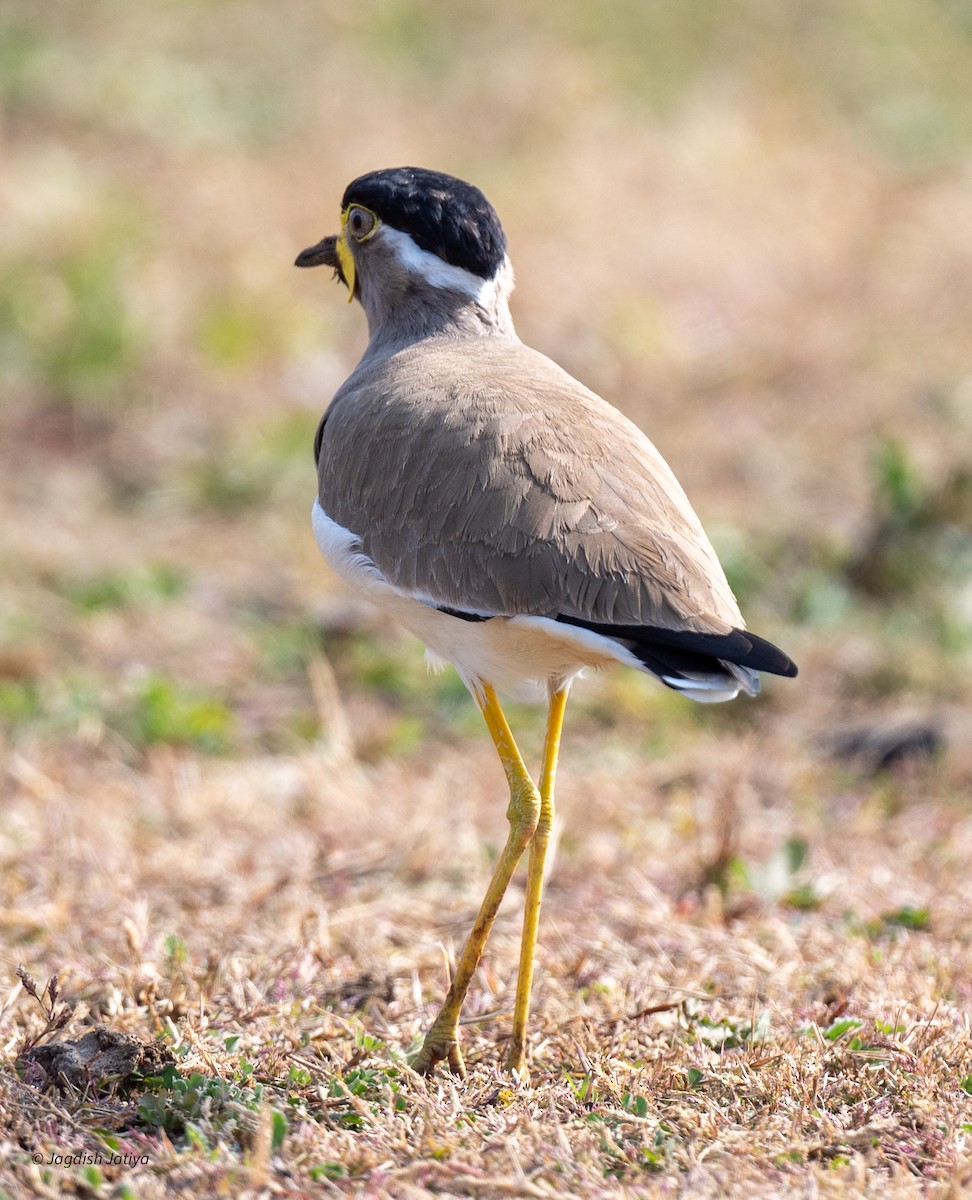 Yellow-wattled Lapwing - ML646501638