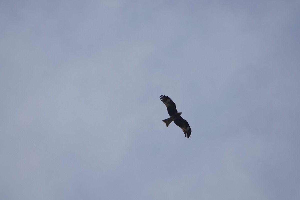 Black Kite - ML646501639