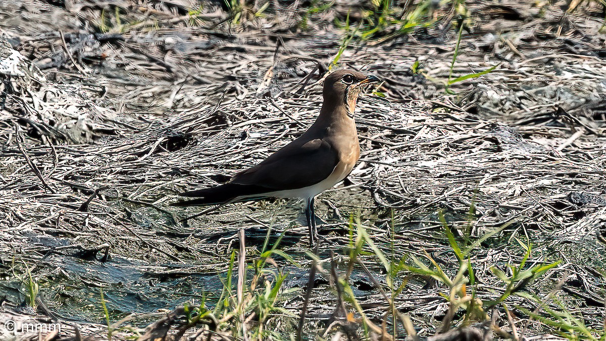 Collared Pratincole - ML646501640