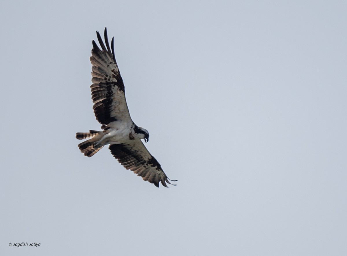 Osprey - ML646501644