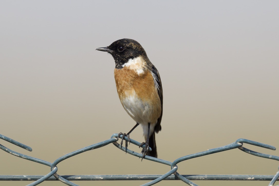 European Stonechat - ML646501645