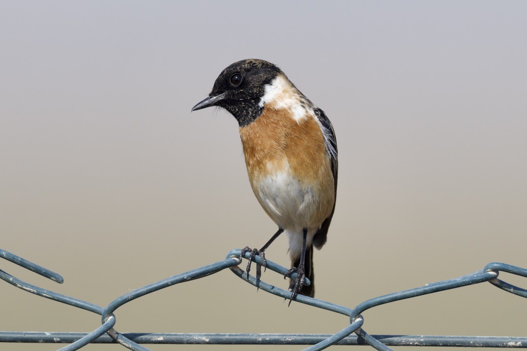 European Stonechat - ML646501646