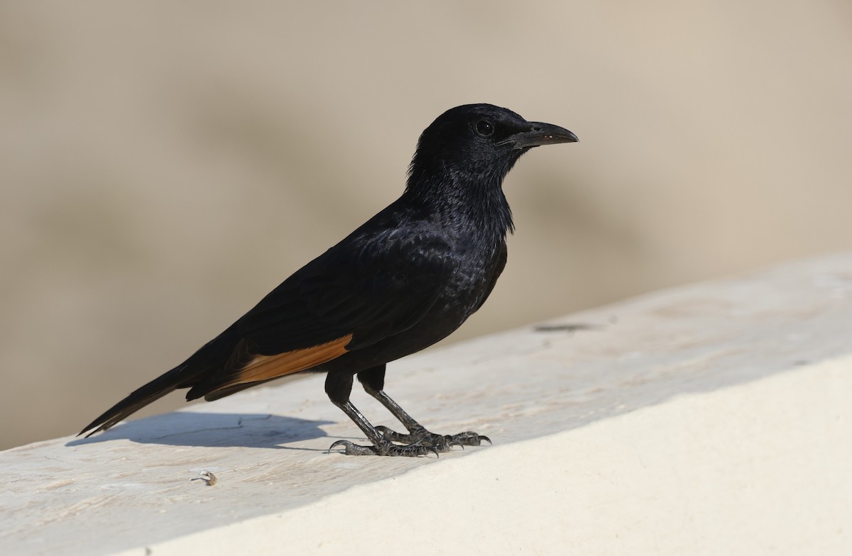 アラビアテリムク - ML646501656