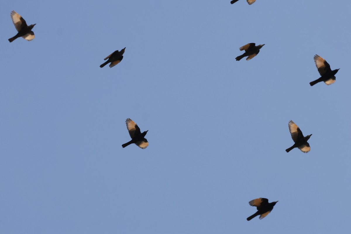 アラビアテリムク - ML646501657