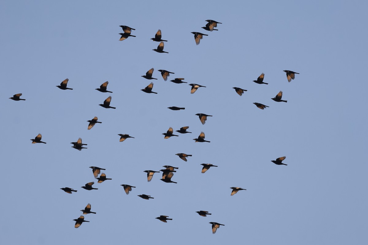 アラビアテリムク - ML646501658