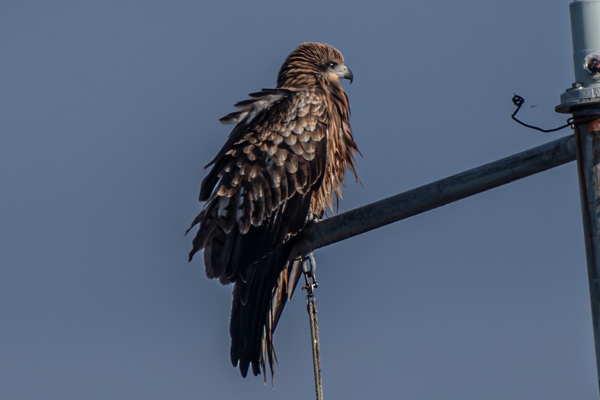 Milan noir (lineatus/formosanus) - ML646501659