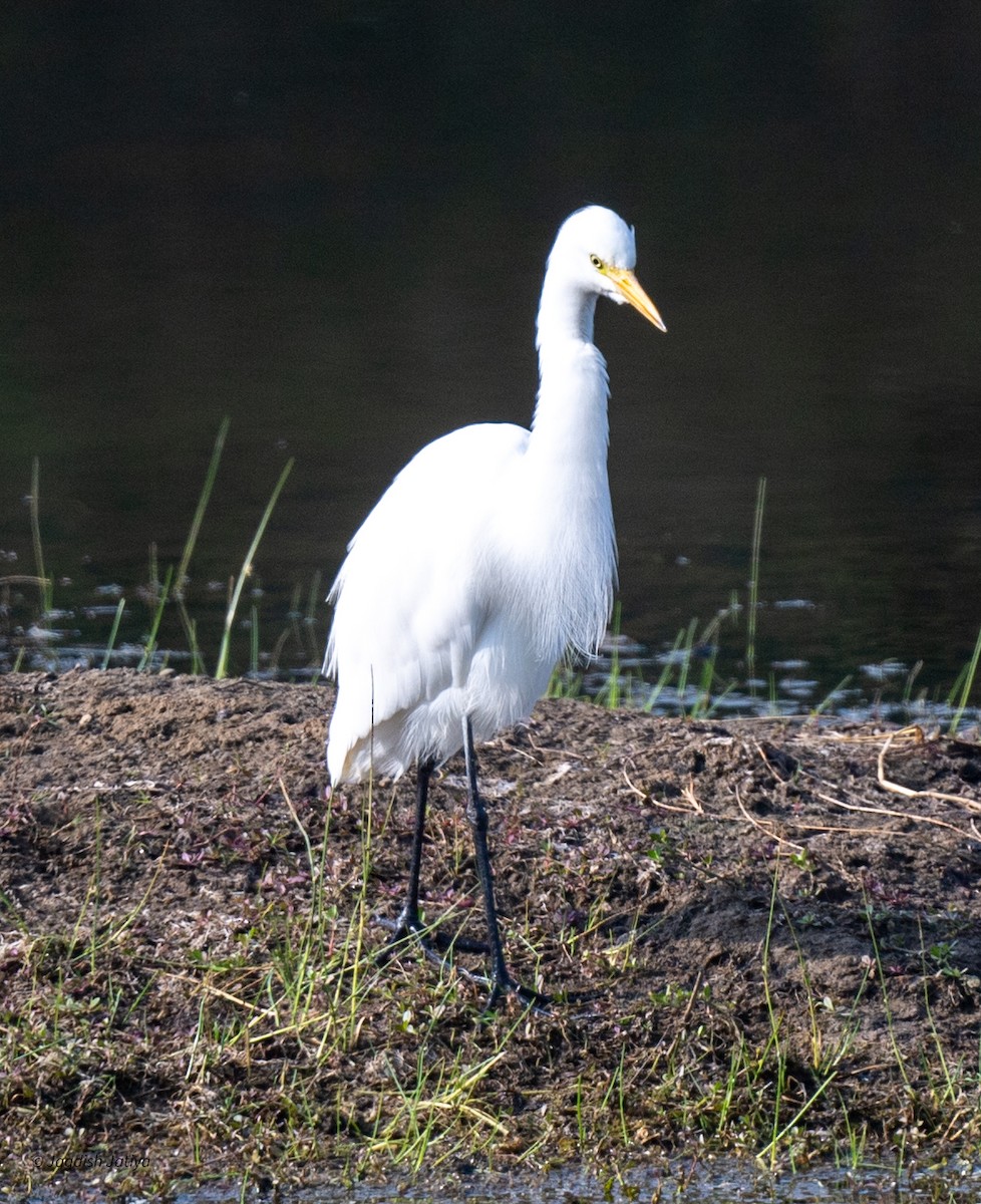 Great Egret - ML646501660