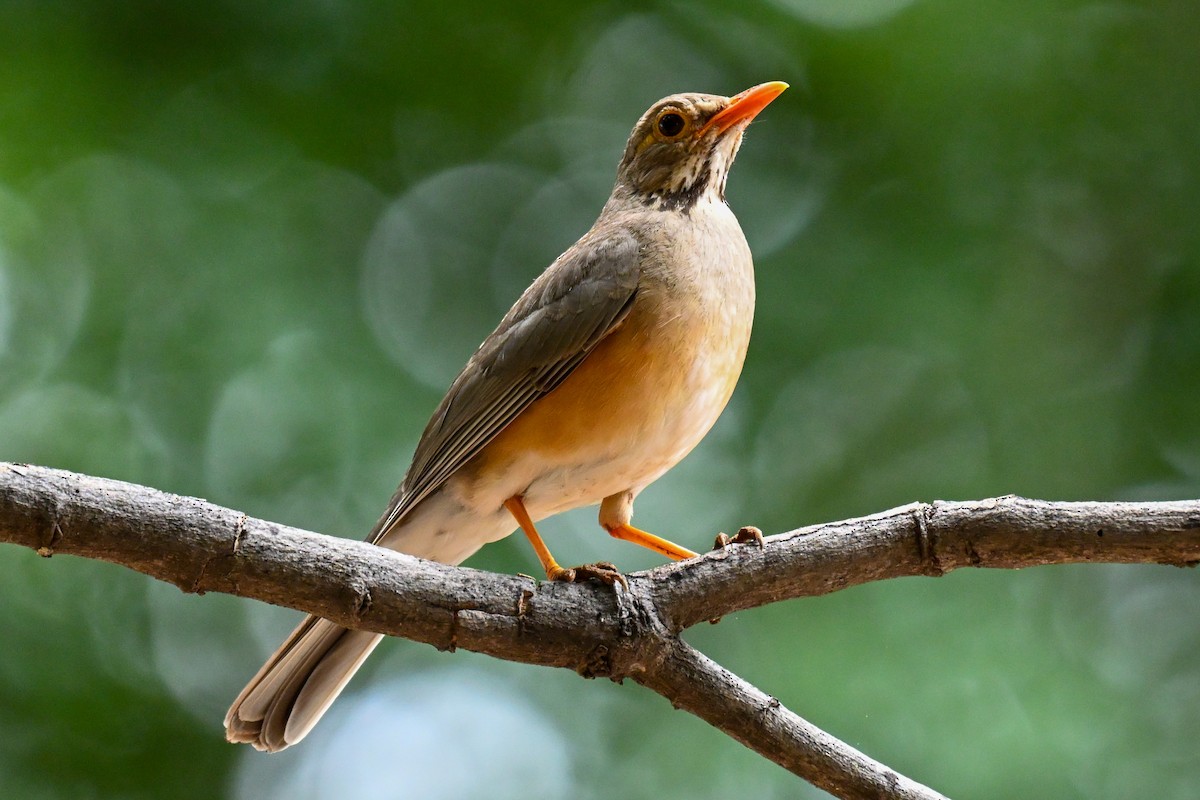 Kurrichane Thrush - ML646501665