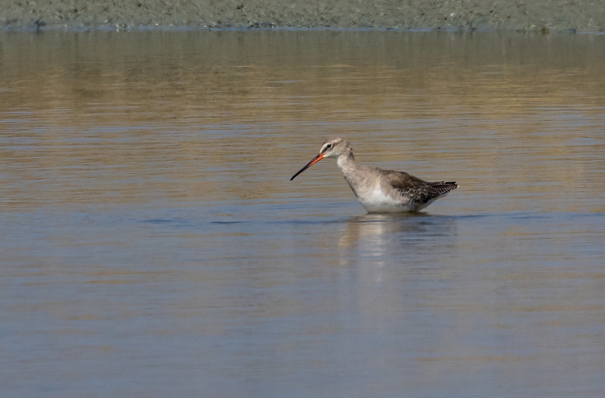 Spotted Redshank - ML646501677