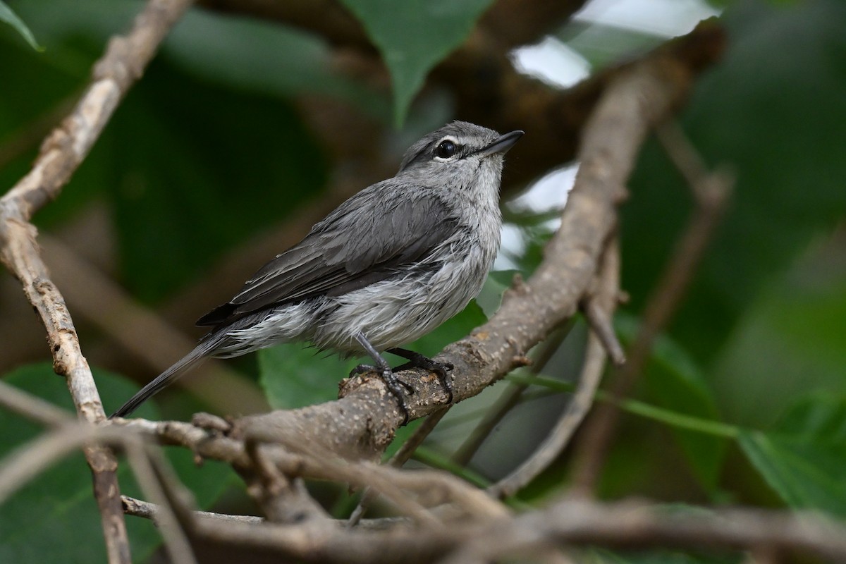 Пепельная мухоловка - ML646501680