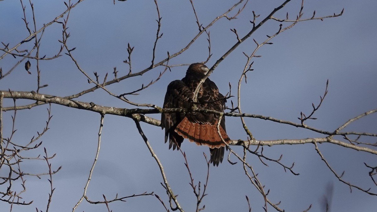 Kızıl Kuyruklu Şahin - ML646501682