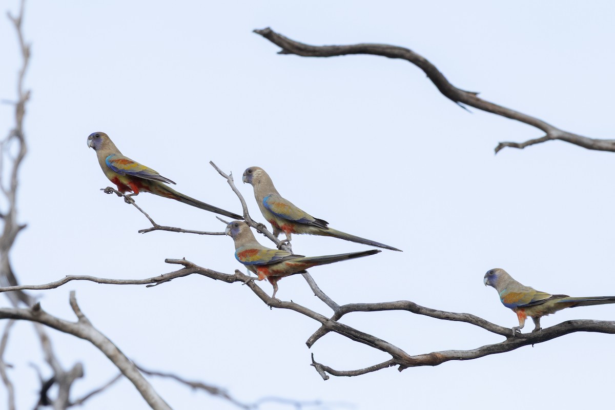 Greater Bluebonnet - ML646501683