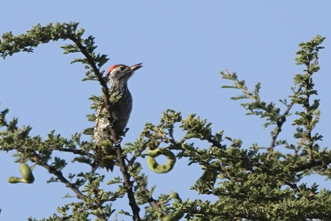 Cardinal Woodpecker - ML646501684