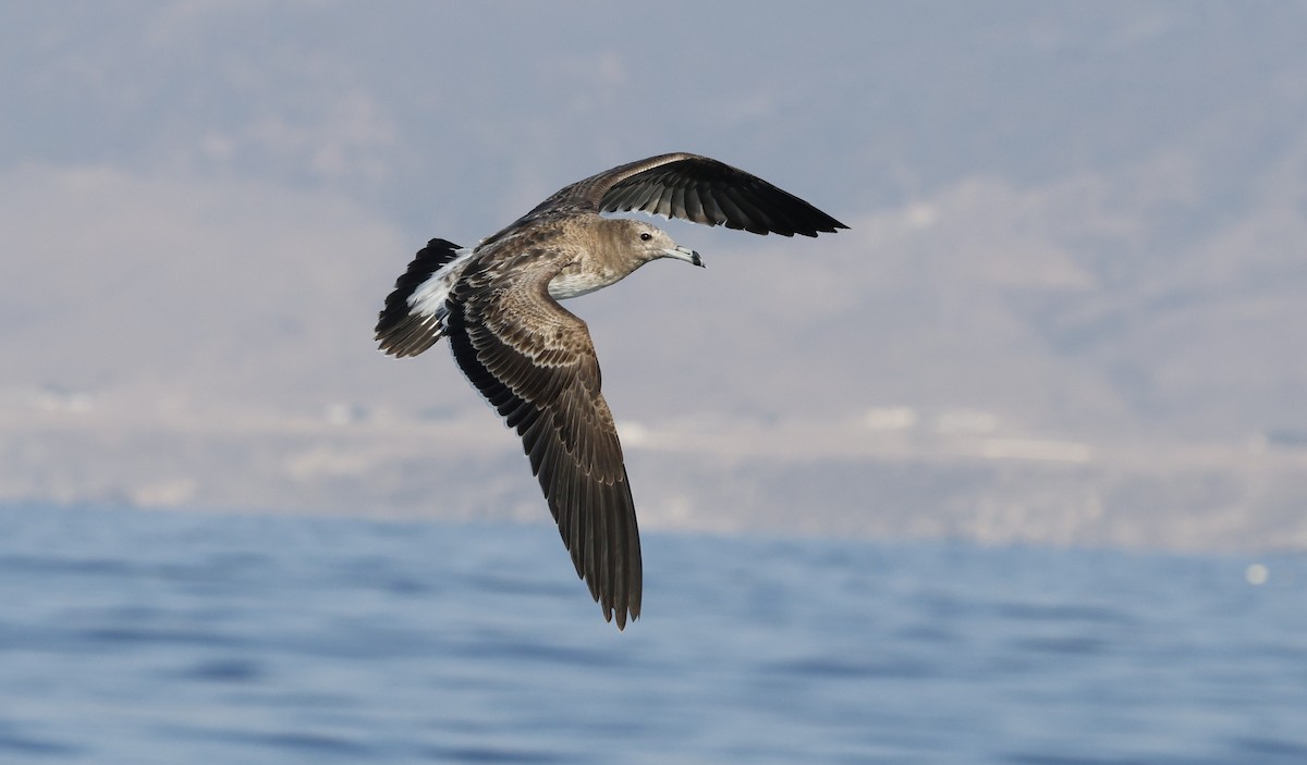 ススケカモメ - ML646501688