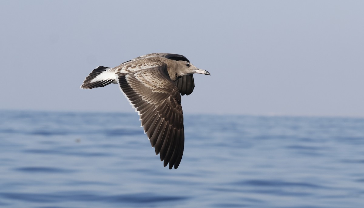 ススケカモメ - ML646501689