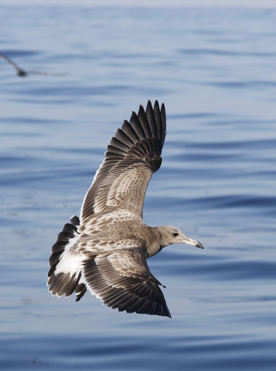 ススケカモメ - ML646501690