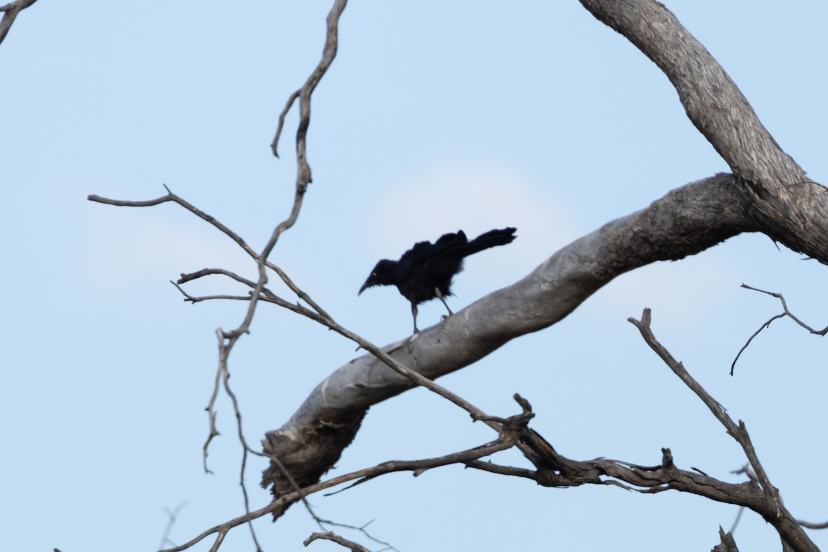 White-winged Chough - ML646501691