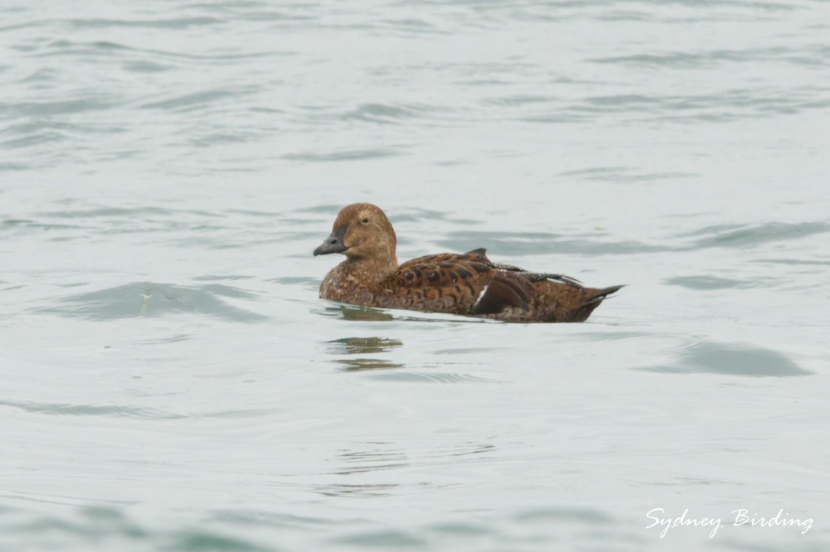 Гага-гребенушка - ML646501692