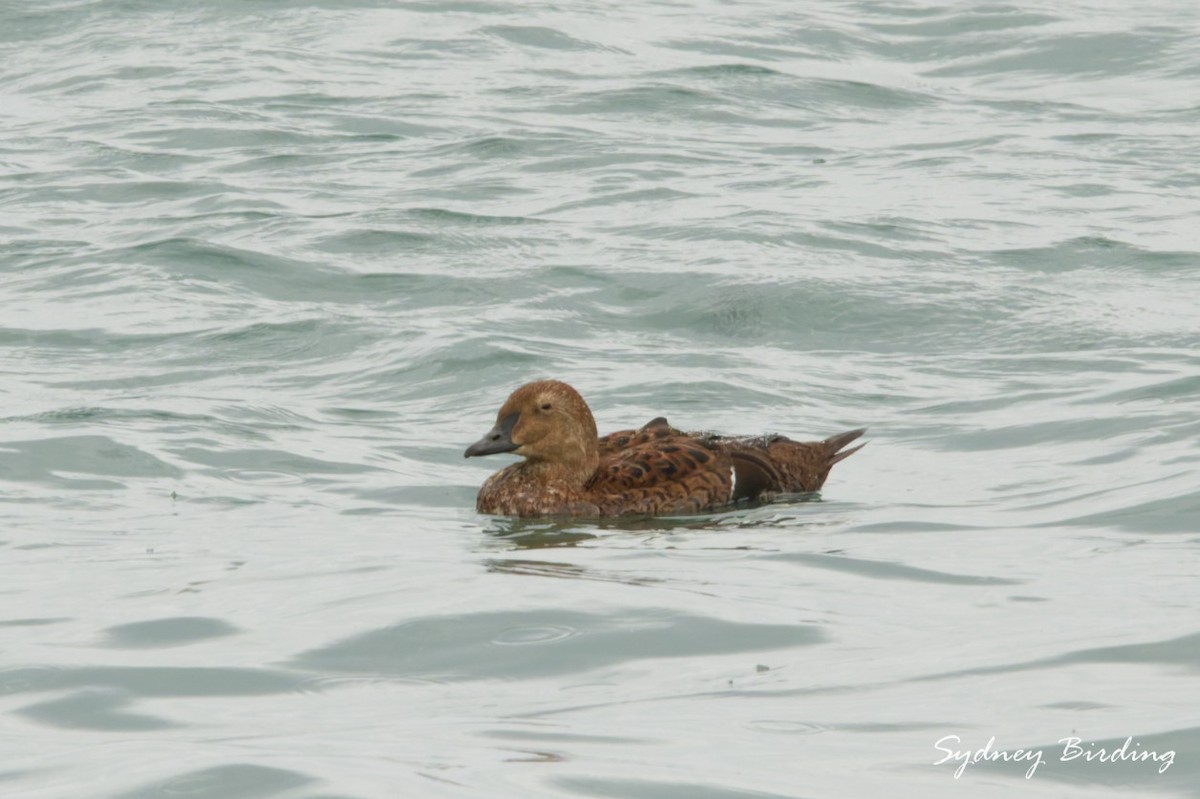 Гага-гребенушка - ML646501693