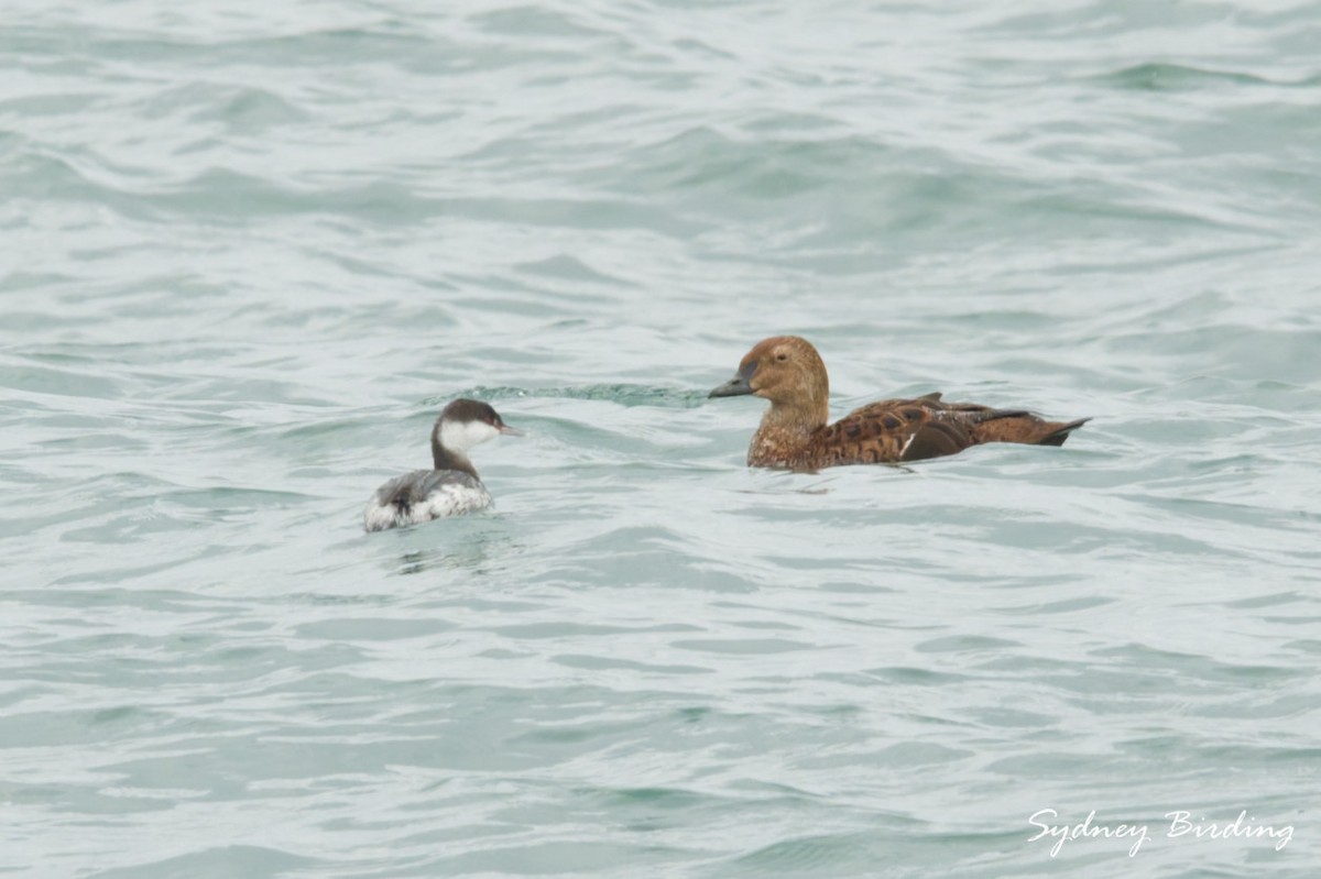 Гага-гребенушка - ML646501694