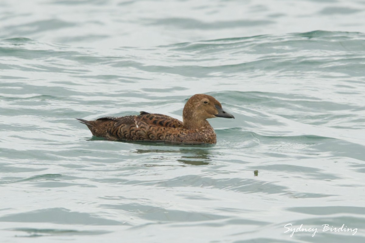 Гага-гребенушка - ML646501695