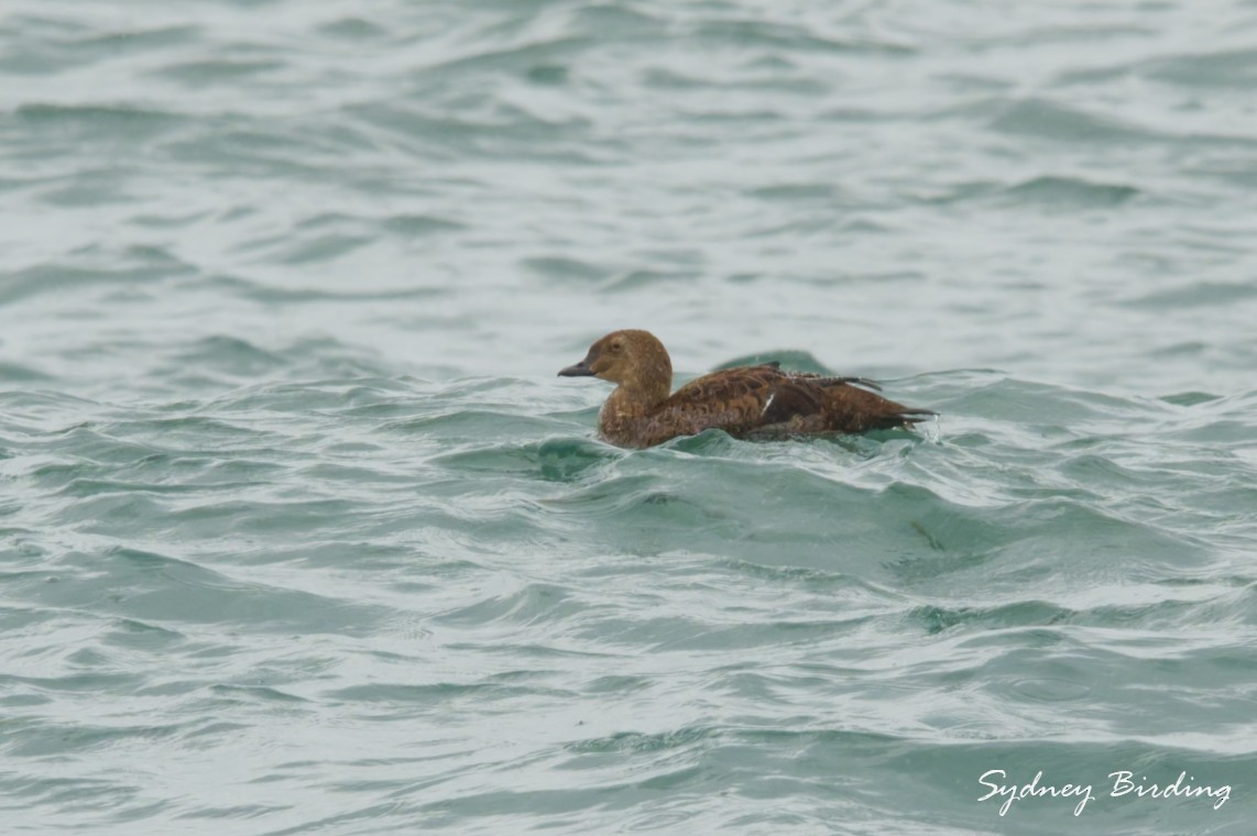 Гага-гребенушка - ML646501697