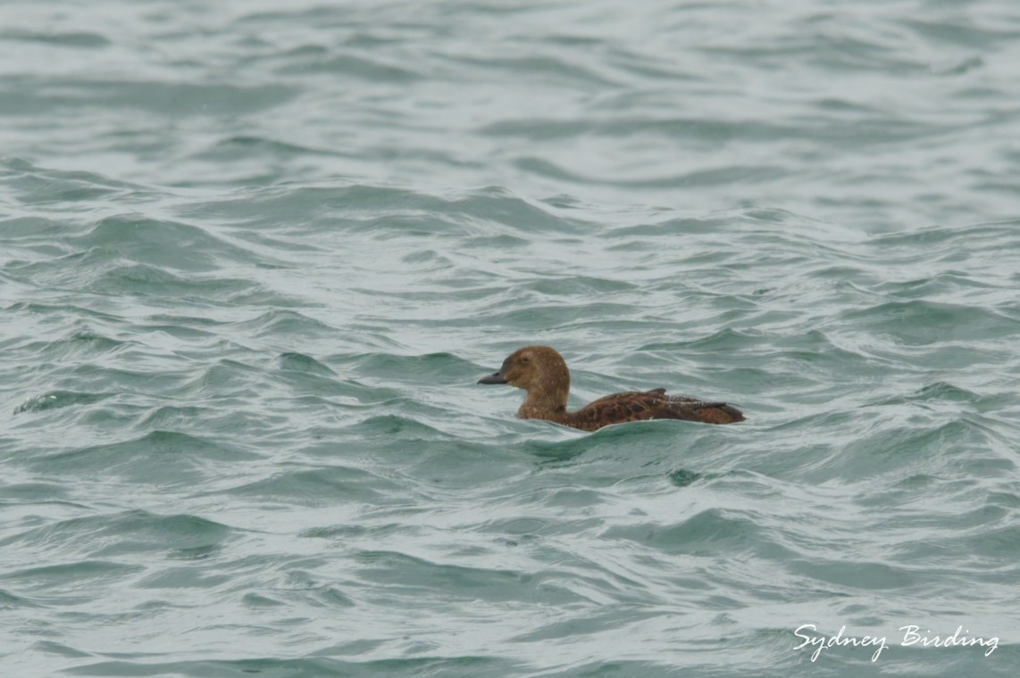 Гага-гребенушка - ML646501698