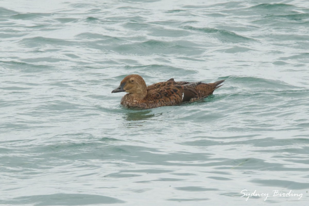 Гага-гребенушка - ML646501700