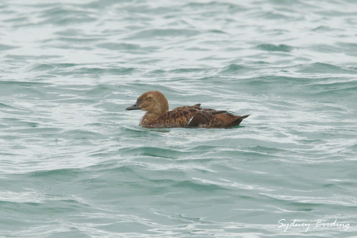 Гага-гребенушка - ML646501701