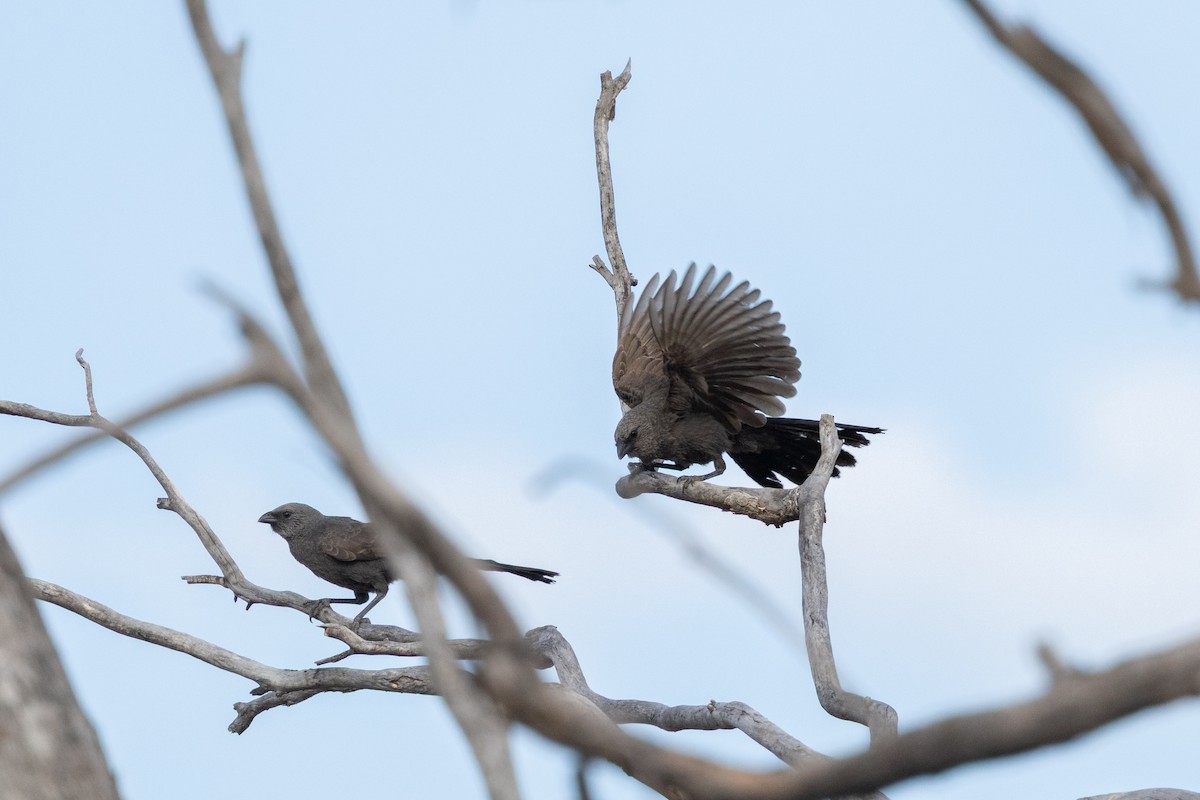 Apostlebird - ML646501703