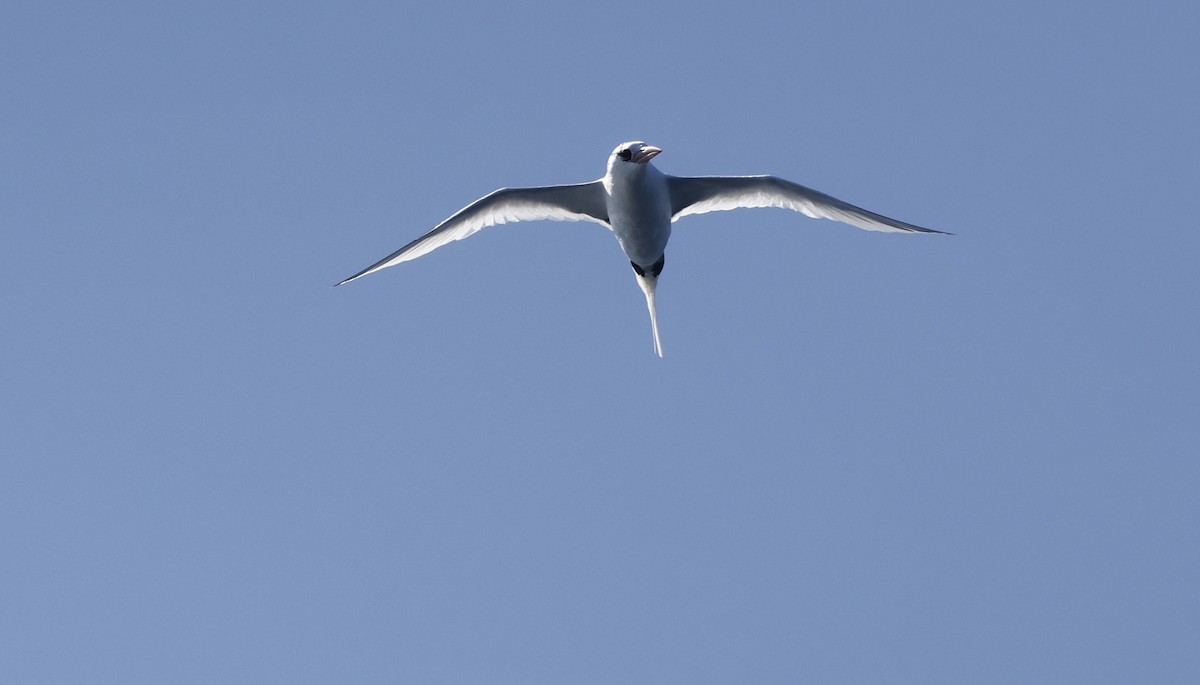 Red-billed Tropicbird - ML646501704