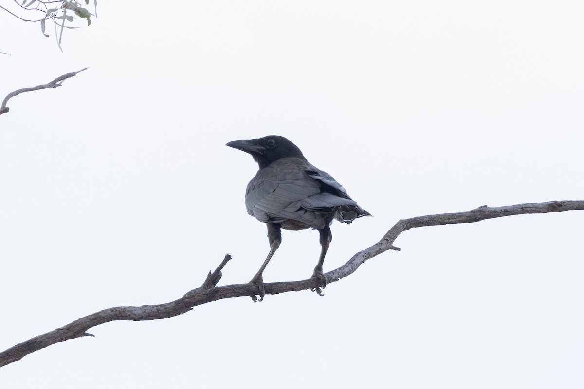 Южноавстралийский ворон - ML646501705