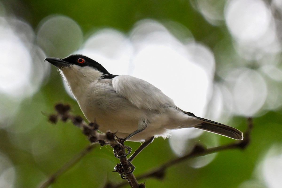 Черноспинная пухоспинка - ML646501717