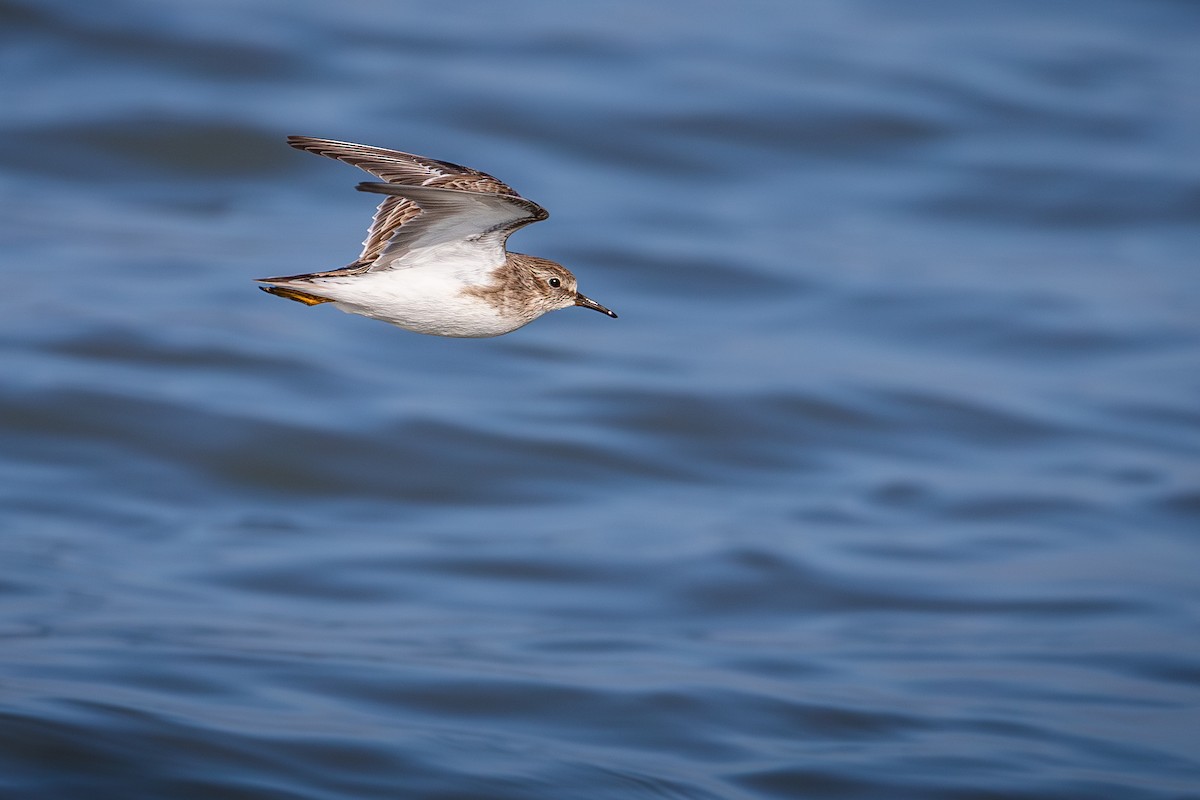 חופית זעירה - ML646501730