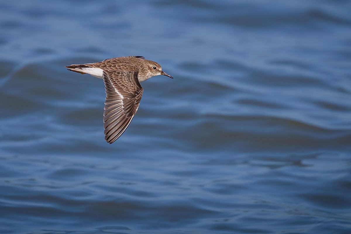 חופית זעירה - ML646501731