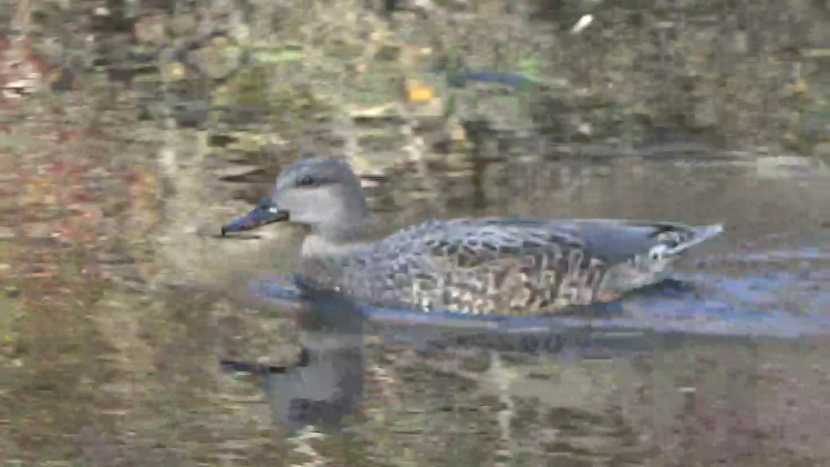 ברווז אפור - ML646501733