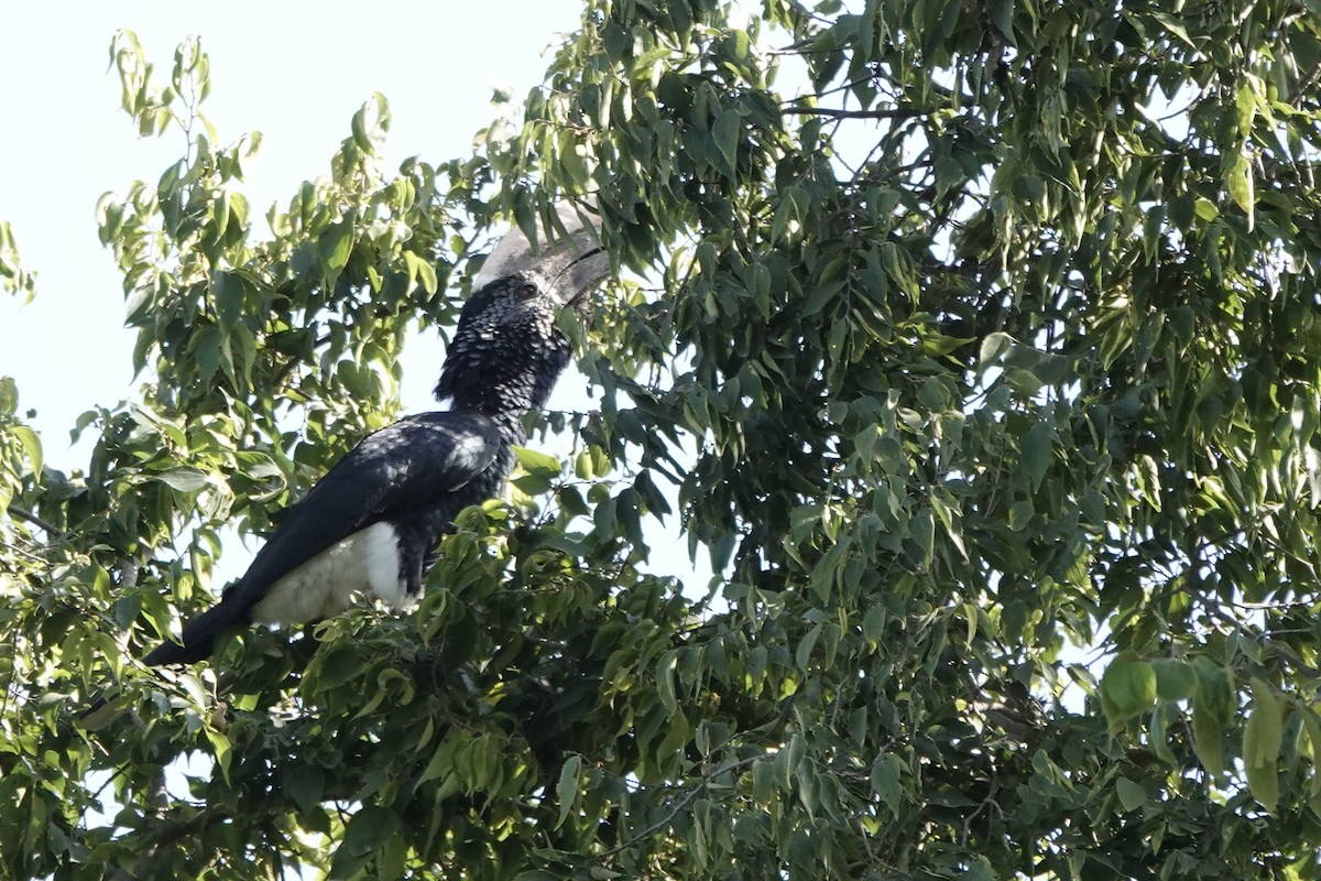 Silvery-cheeked Hornbill - ML646501735