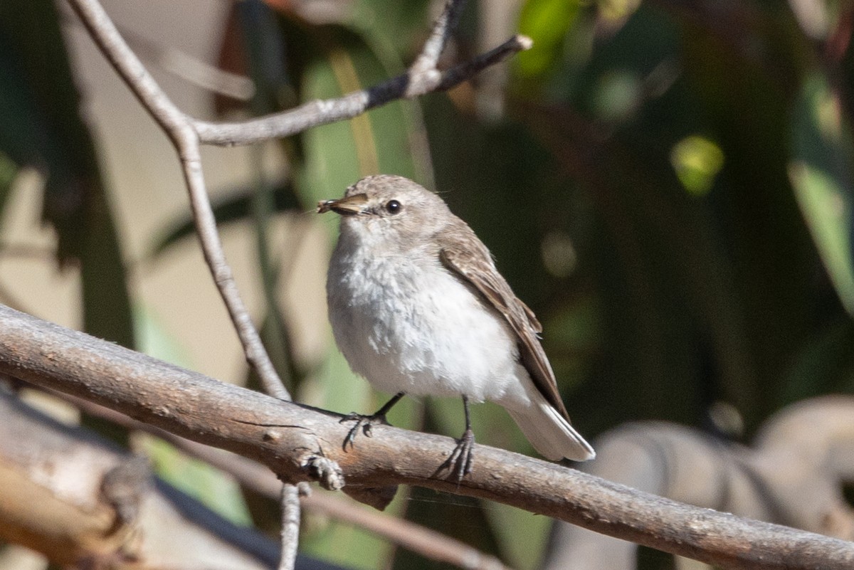 オジロオリーブヒタキ - ML646501737