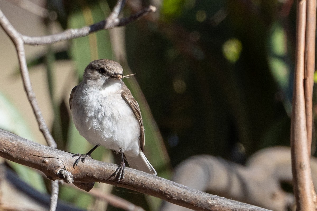 オジロオリーブヒタキ - ML646501738