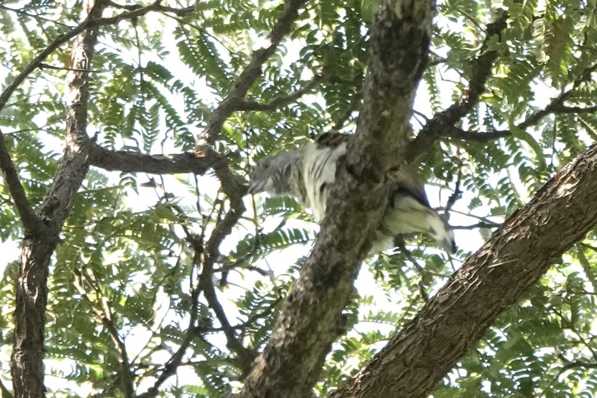 Scaly-throated Honeyguide - ML646501757