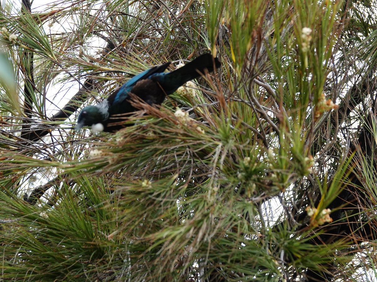 Mielero Tui - ML646501759