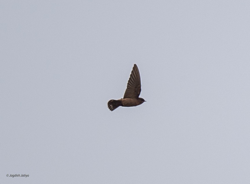 Dusky Crag-Martin - ML646501760