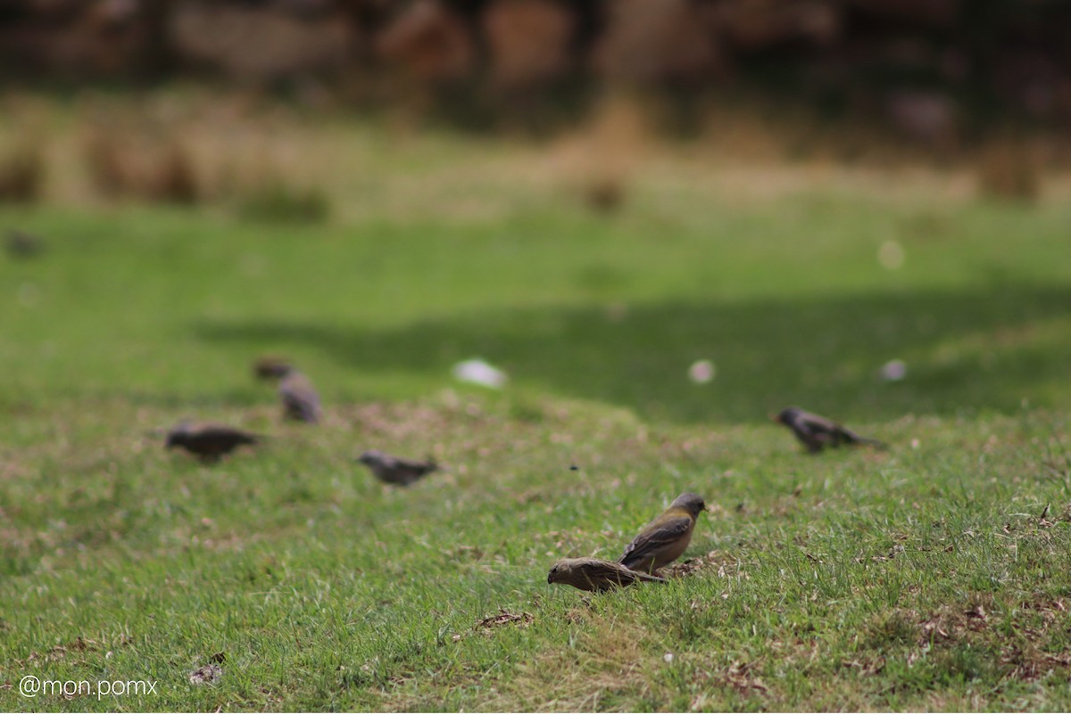 Plain-colored Seedeater - ML646501783